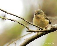 3-11-2015 ruby-crowned kinglet_3032_filtered.jpg