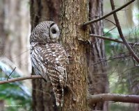 3-18-2015 bard owl pine ridge_3218_filtered.jpg