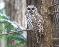 3-18-2015 bard owl pine ridge_3221_filtered.jpg