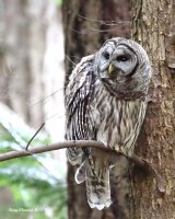 3-18-2015 bard owl pine ridge_3192_filtered.jpg