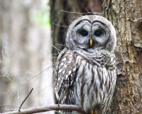 3-18-2015 bard owl pine ridge_3118c2_filtered.jpg