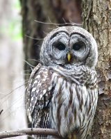 3-18-2015 bard owl pine ridge_3118_filtered.jpg