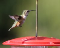 3-18-2015 rufous female_3419.JPG