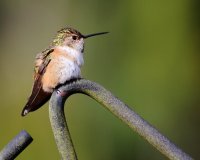 3-18-2015 rufous female_3429.JPG