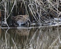 3-24-2015 Wilson's Snipe_3770.JPG