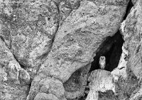 owl4.jpg