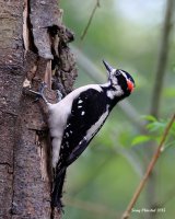 3-30-2015 hairy woodpecker marsh_4332c2.JPG