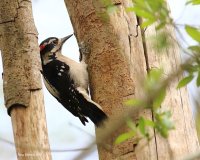 3-30-2015 hairy woodpecker marsh_4344.JPG