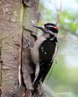 3-30-2015 hairy woodpecker marsh_4336.JPG