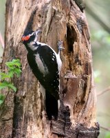 3-30-2015 hairy woodpecker marsh_4338.JPG