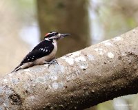 3-30-2015 hairy woodpecker marsh_4353.JPG