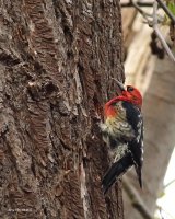 3-30-2015 red-breasted sapsucker marsh_4169.JPG