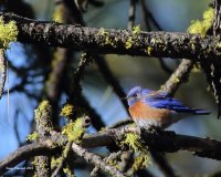 4-4-2015 western bluebird at Marys_4661_filtered.jpg 4-4-2015 western bluebird at Marys_4661_filtered.jpg