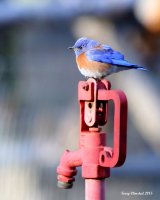 4-4-2015 western bluebird at Marys_4641_filtered.jpg 4-4-2015 western bluebird at Marys_4641_filtered.jpg