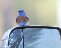 4-4-2015 western bluebird at Marys_4634.JPG 4-4-2015 western bluebird at Marys_4634.JPG