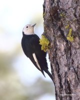 4-4-2015 white-headed woodpecker_4735_filtered.jpg 4-4-2015 white-headed woodpecker_4735_filtered.jpg