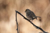 DSC_2362.jpg