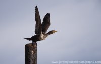 DSC_0141.jpg