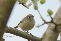 2015-04-08_09-35-17__M0A7004_(C)DebbieLynneChally2015 - Version 2.jpg