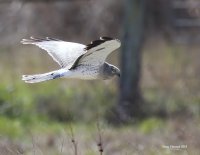 4-10-2015 male harrier three crabs_5580c2_filtered.jpg 4-10-2015 male harrier three crabs_5580c2_filtered.jpg
