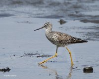 4-10-2015 greater yellow legs dungeness_5474c2.JPG 4-10-2015 greater yellow legs dungeness_5474c2.JPG