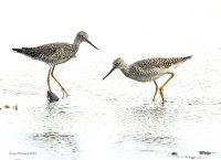 4-10-2015 greater yellow legs dungeness_5371c2.JPG 4-10-2015 greater yellow legs dungeness_5371c2.JPG