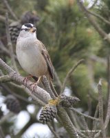 4-10-2015 white-crowned sparrow sequim bay_5094.JPG 4-10-2015 white-crowned sparrow sequim bay_5094.JPG