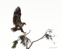 4-12-2015 immature bald eagle Neah Bay _5638.JPG 4-12-2015 immature bald eagle Neah Bay _5638.JPG