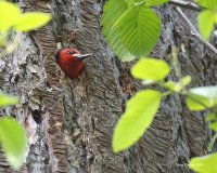 4-22-2015 red-breasted sapsucker hatchery_5837.JPG