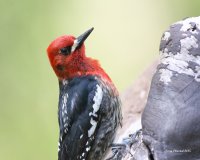 4-22-2015 red-breasted sapsucker hatchery_5950.JPG