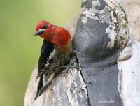 4-22-2015 red-breasted sapsucker hatchery_5957.JPG