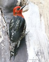 4-22-2015 red-breasted sapsucker hatchery_5965.JPG