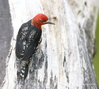 4-22-2015 red-breasted sapsucker hatchery_5967.JPG