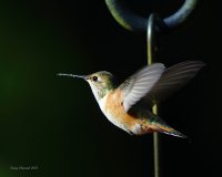 4-22-2015 f rufous_trappeze artist 5998.JPG 4-22-2015 f rufous_trappeze artist 5998.JPG