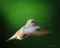 4-22-2015 f rufous_6019.JPG 4-22-2015 f rufous_6019.JPG