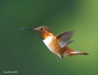 4-22-2015 m rufous_6030.JPG 4-22-2015 m rufous_6030.JPG