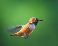 4-22-2015 m rufous_6035.JPG 4-22-2015 m rufous_6035.JPG
