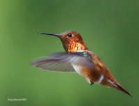 4-24-2015 m rufous_6128.JPG 4-24-2015 m rufous_6128.JPG