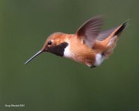4-24-2015 m rufous_6131.JPG 4-24-2015 m rufous_6131.JPG
