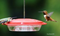 4-24-2015 f rufous meets m rufous_6094.JPG 4-24-2015 f rufous meets m rufous_6094.JPG