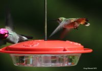 4-24-2015 m annas meet fierce f rufous_6073.JPG 4-24-2015 m annas meet fierce f rufous_6073.JPG