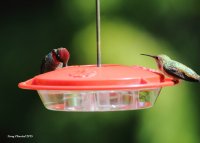 4-24-2015 m annas meet fierce f rufous_6071.JPG 4-24-2015 m annas meet fierce f rufous_6071.JPG