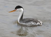 10-3-2011 clarks grebe_1653.JPG
