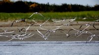 5-1-2015 caspian terns graveyard spit_6503.JPG 5-1-2015 caspian terns graveyard spit_6503.JPG