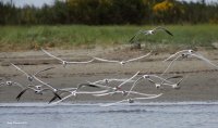 5-1-2015 caspian terns graveyard spit_6504.JPG 5-1-2015 caspian terns graveyard spit_6504.JPG