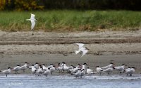 5-1-2015 caspian terns graveyard spit_6528.JPG 5-1-2015 caspian terns graveyard spit_6528.JPG