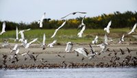 5-1-2015 terns wimbrels sandpipers graveyard_6487.JPG 5-1-2015 terns wimbrels sandpipers graveyard_6487.JPG