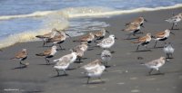 5-3-2015 dunlin and _6883.JPG 5-3-2015 dunlin and _6883.JPG