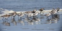 5-3--2015 dunlin and western sandpipers_6880.JPG 5-3--2015 dunlin and western sandpipers_6880.JPG