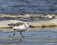 5-3-2015 sanderling ocean shores.JPG 5-3-2015 sanderling ocean shores.JPG